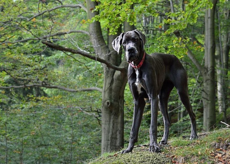 #17. Great Dane