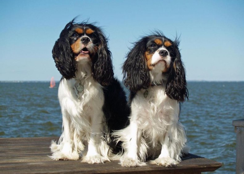 #16. Cavalier King Charles spaniel