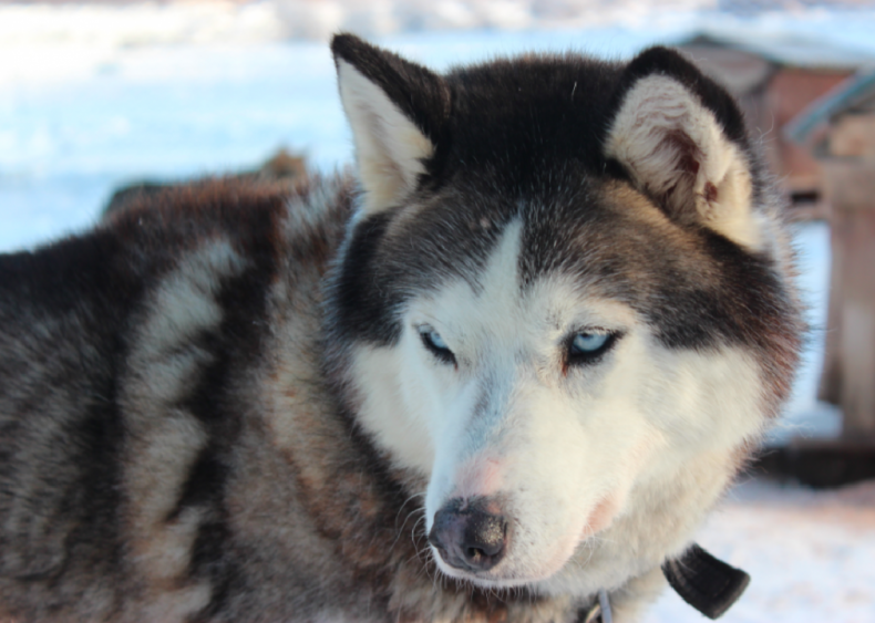 #15. Siberian husky