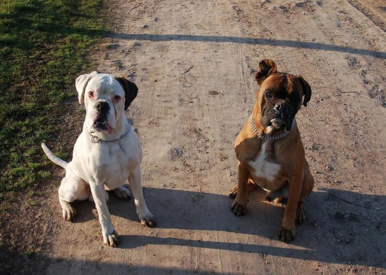 #14. Boxer