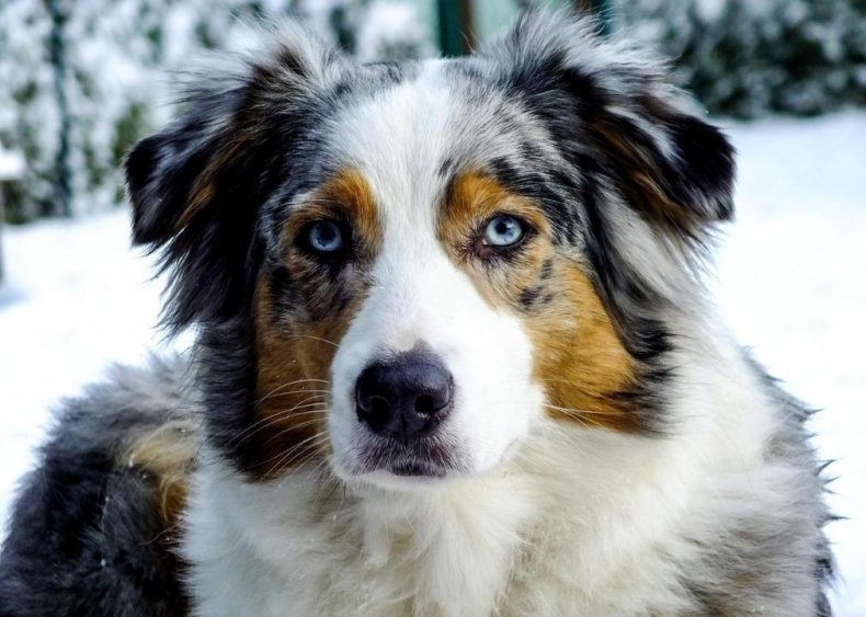 #13. Australian Shepherd