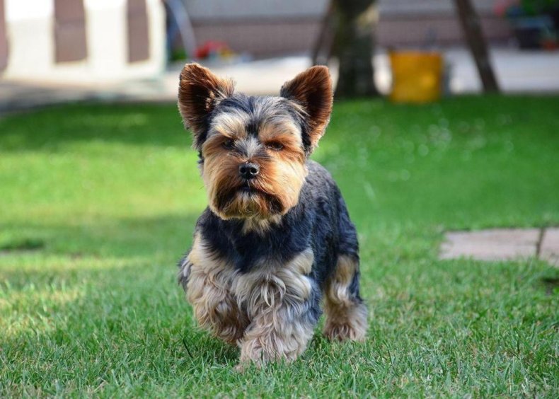 #12. Yorkshire Terrier