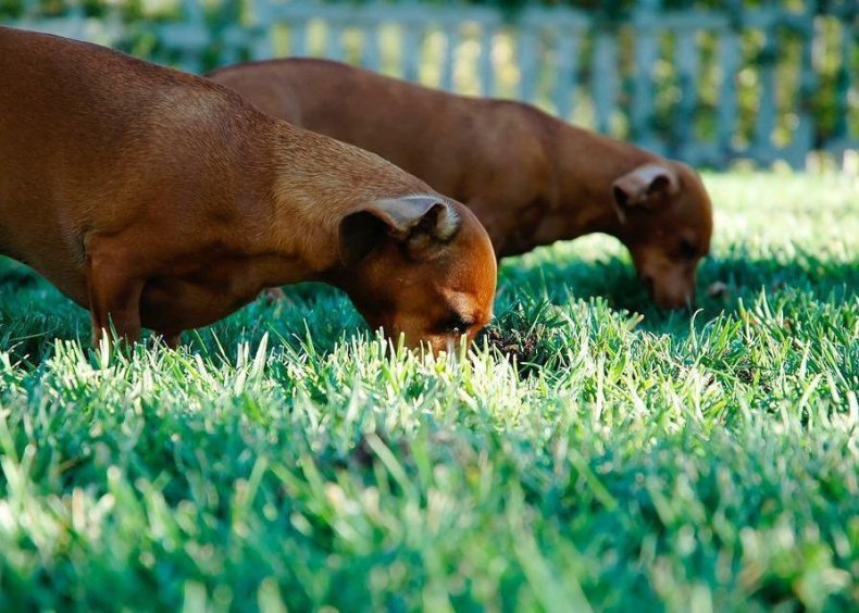 #11. Dachshund