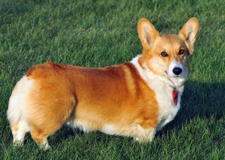 #10. Pembroke Welsh corgi
