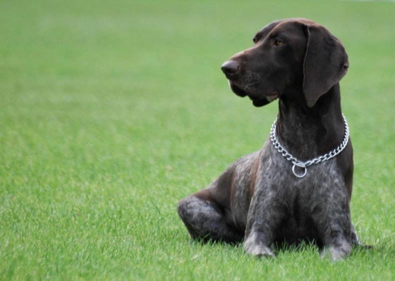 #9. German shorthaired pointer