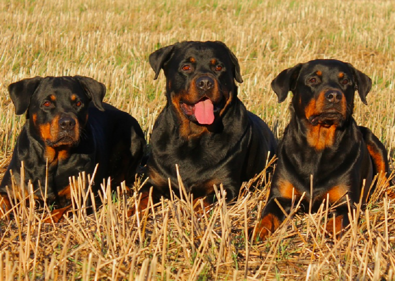 #8. Rottweiler