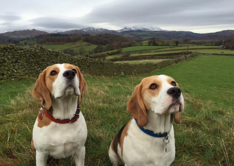 #7. Beagle
