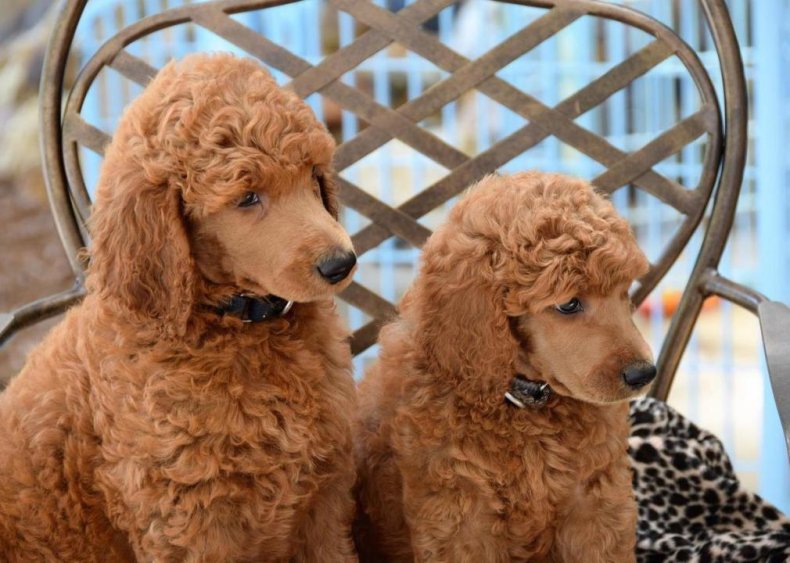 #6. Poodle