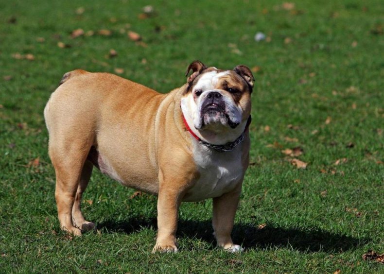 #5. Bulldog