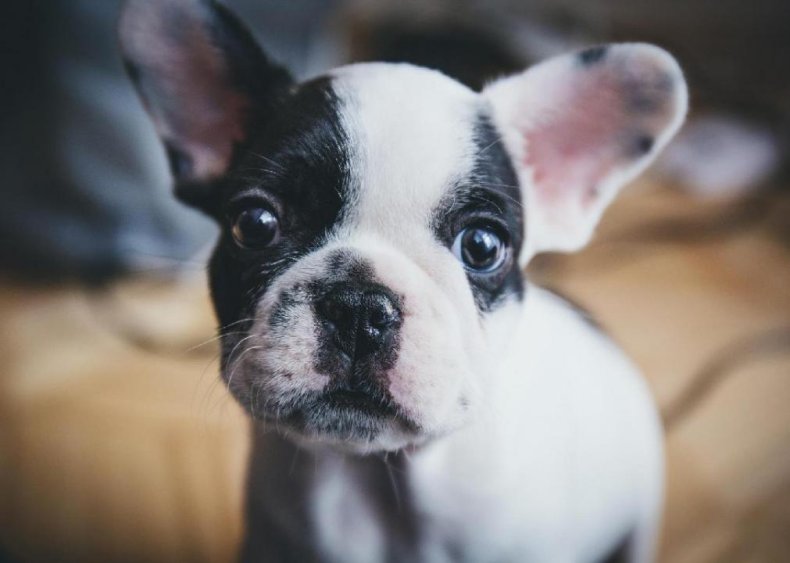#4. French bulldog