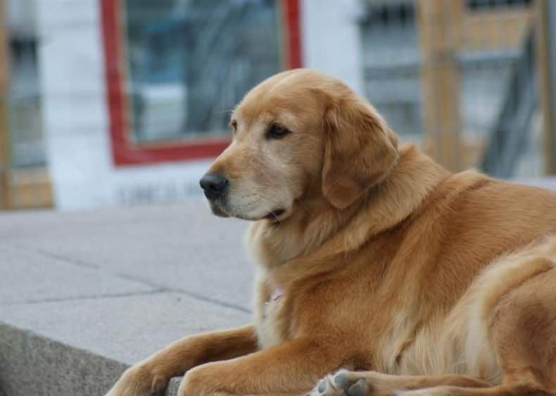 #3. Golden retriever