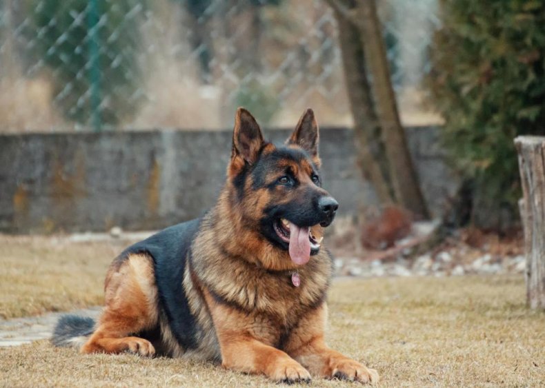 #2. German shepherd