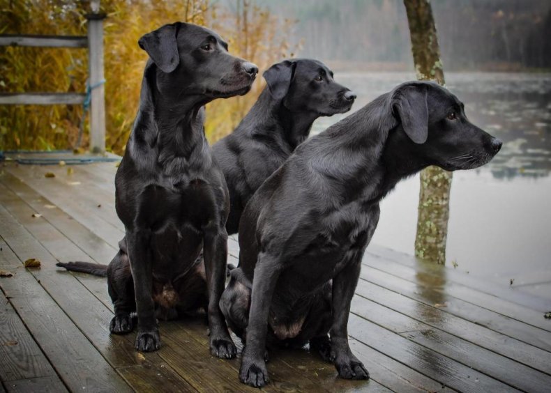 #1. Labrador retriever