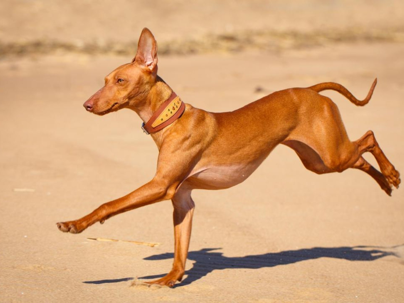 Walk the Dog - Old Dog Lures - Australian Born + Bred!