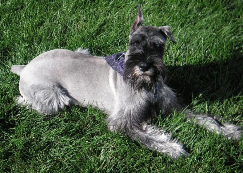 #97. Standard schnauzer