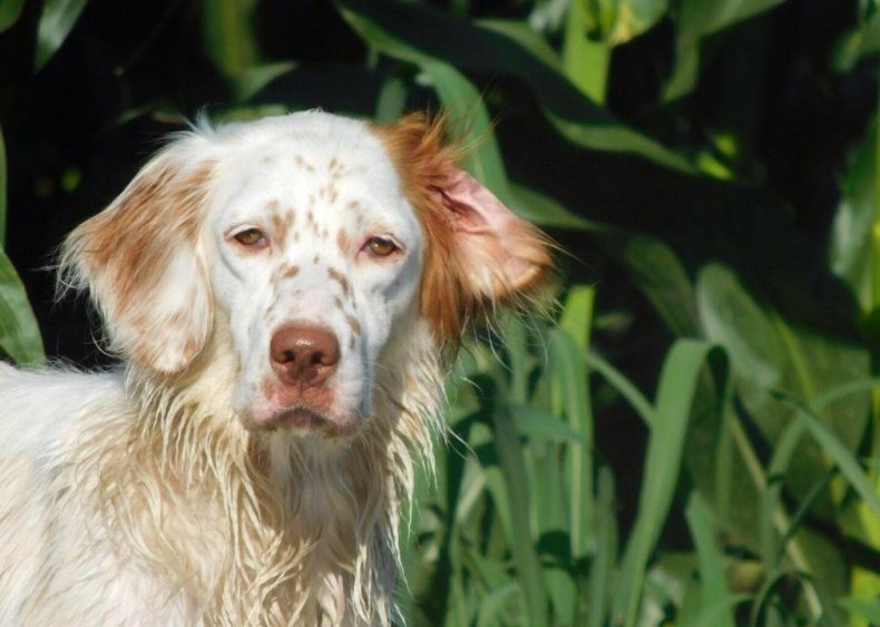 #96. English setter