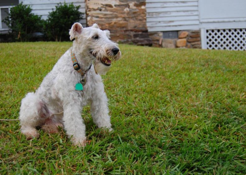 #95. Wire fox terrier