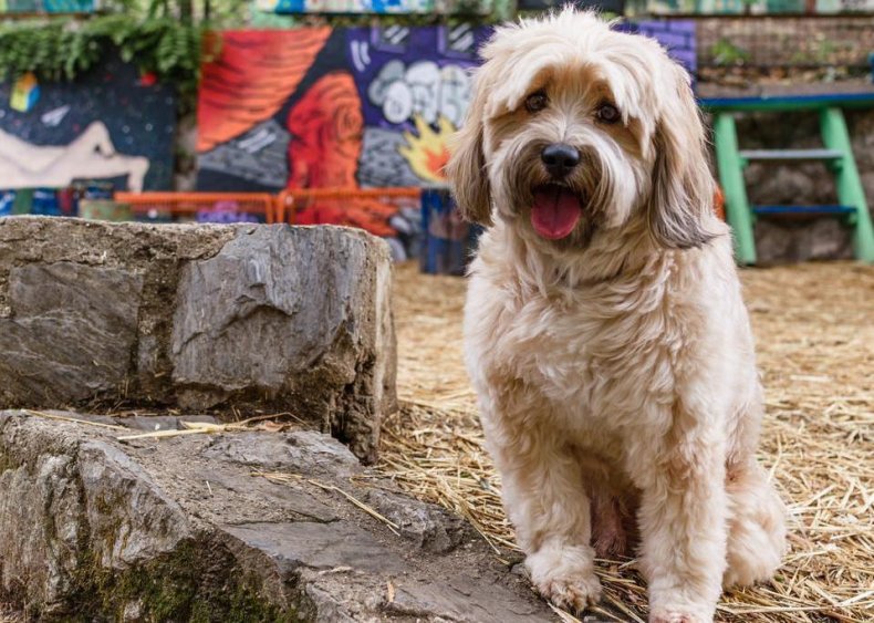 #93. Tibetan terrier