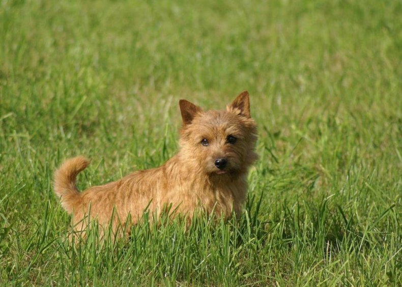 #92. Norwich terrier