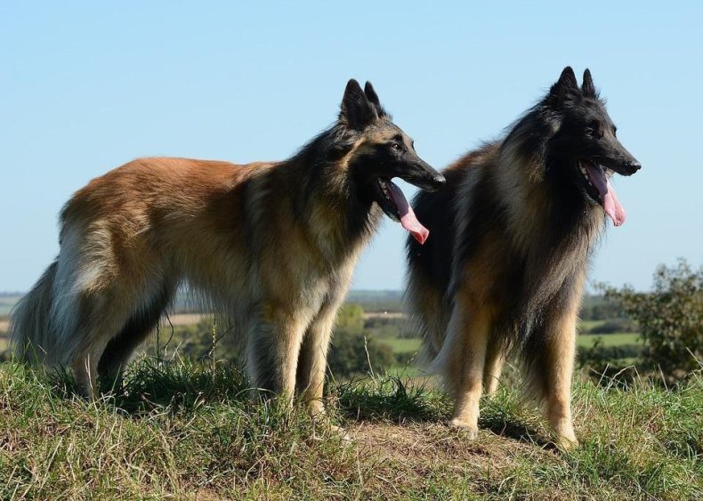 #91. Belgian tervuren