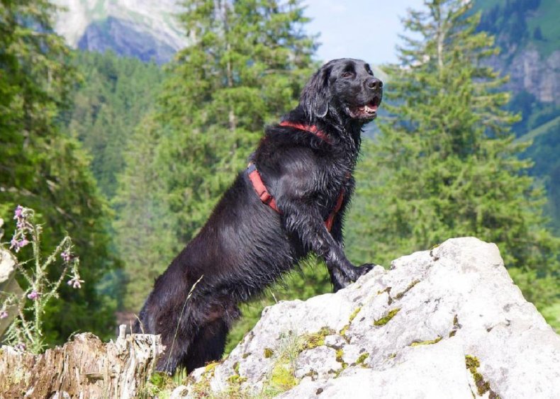 #90. Flat-coated retriever