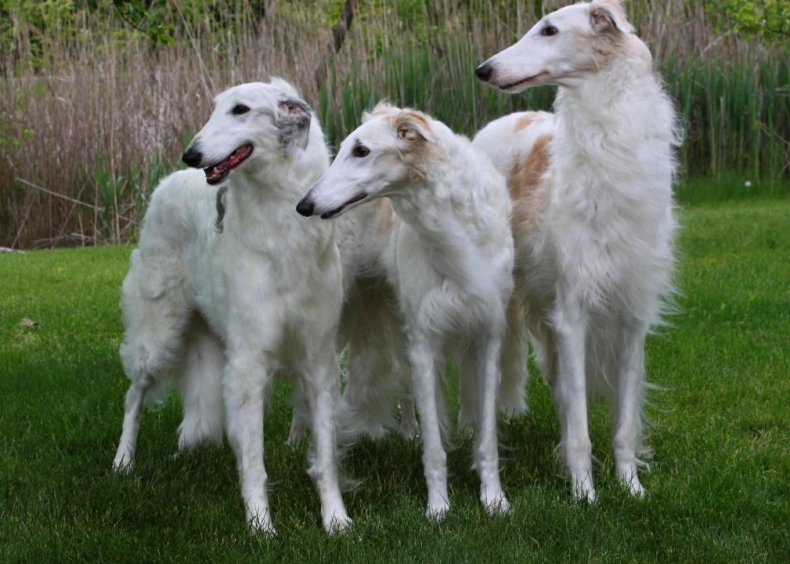 #89. Borzoi