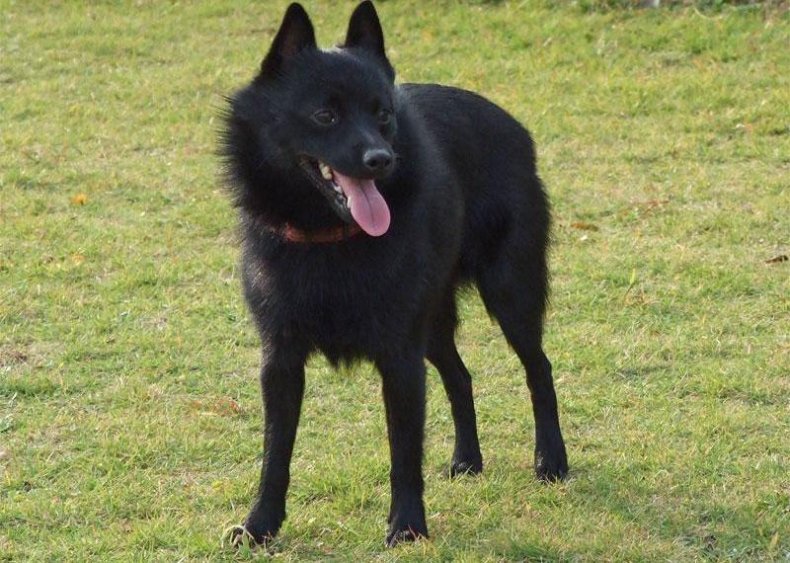 #88. Schipperke