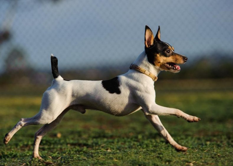 #87. Toy fox terrier
