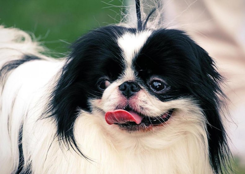 #86. Japanese chin