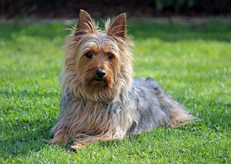 #85. Silky terrier