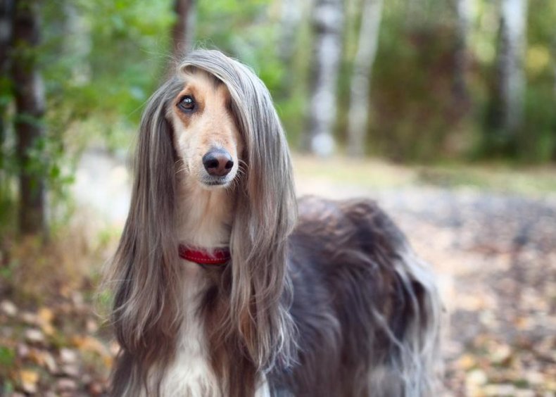#83. Afghan hound