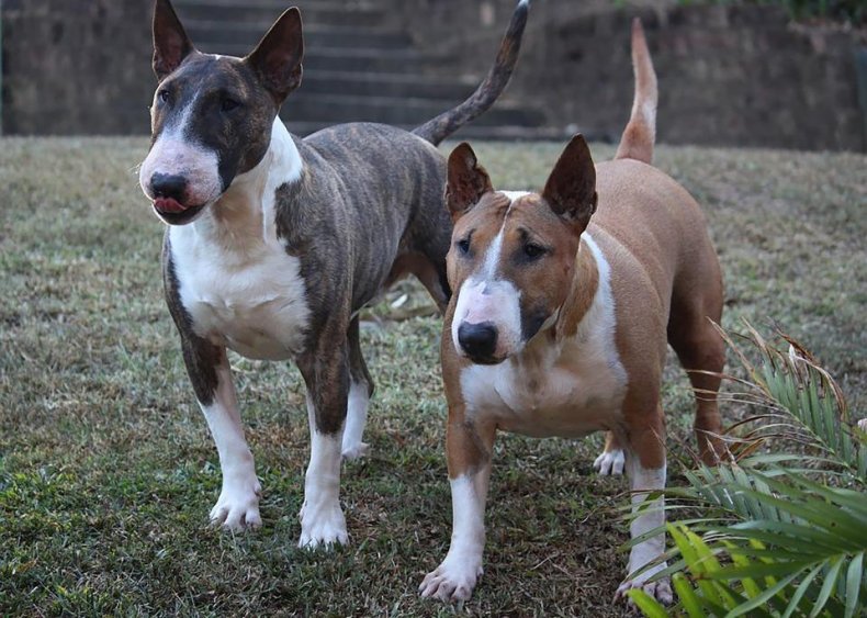 #82. Miniature bull terrier