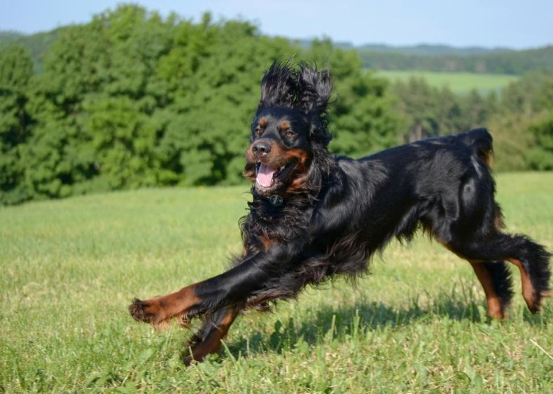 #81. Gordon setter
