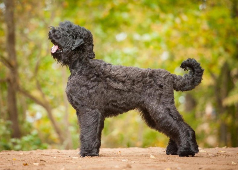 #80. Black Russian terrier