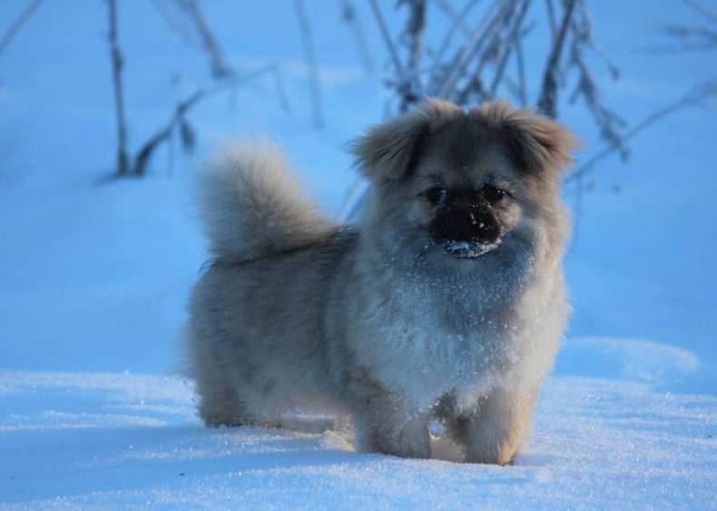 #77. Tibetan Spaniel