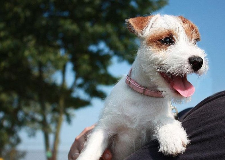 #76. Parson Russell terrier