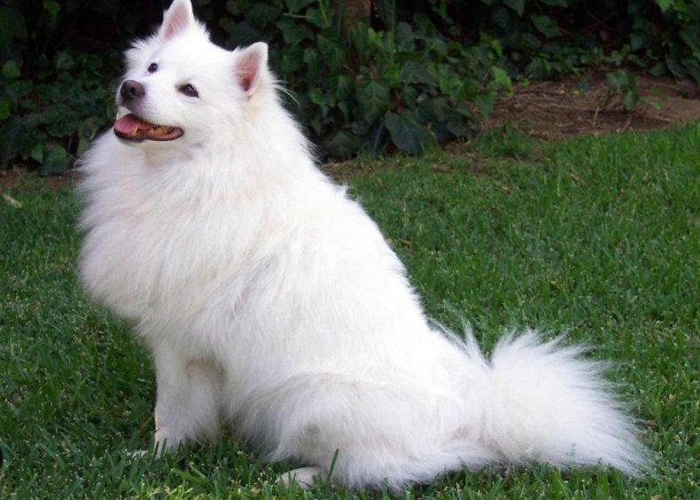 #74. American Eskimo dog