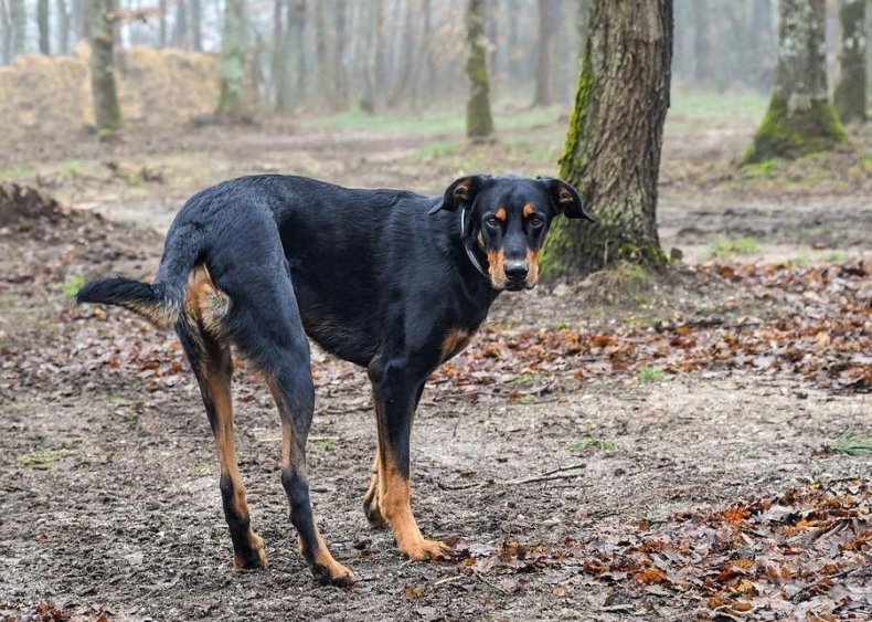 #73. Beauceron
