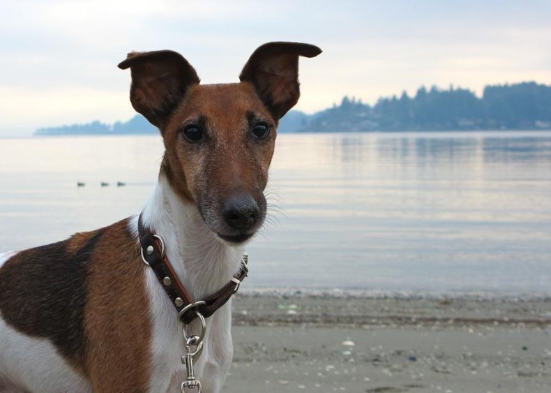#72. Smooth fox terrier