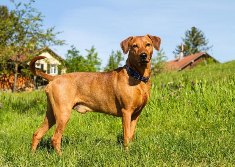 #71. German pinscher