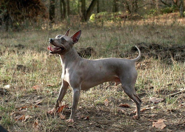 #70. American hairless terrier