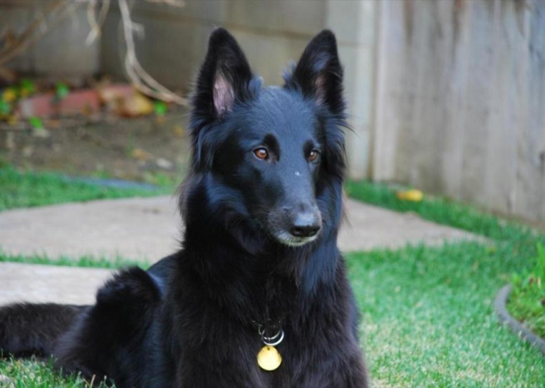 #68. Belgian sheepdog