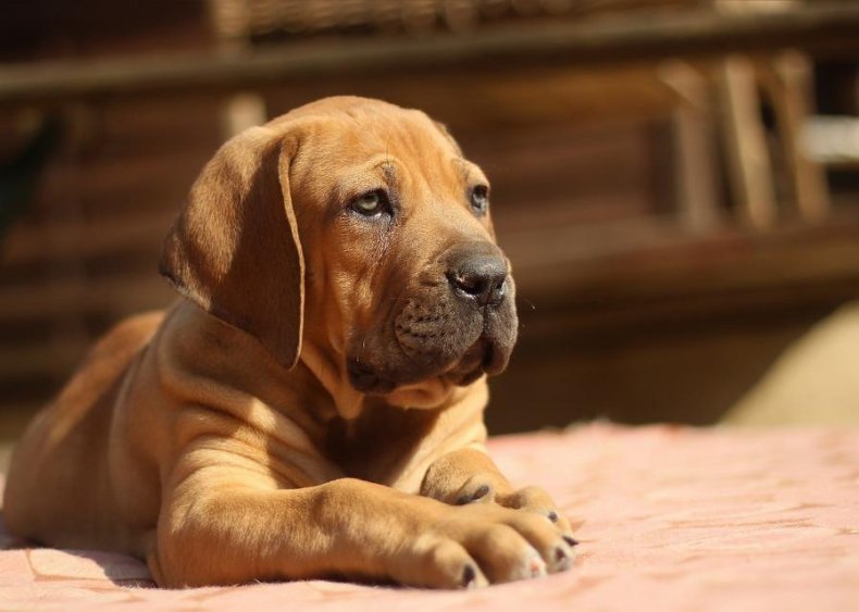#67. Boerboel