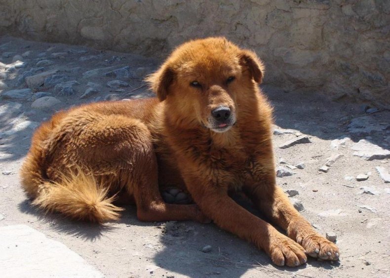 #66. Tibetan mastiff