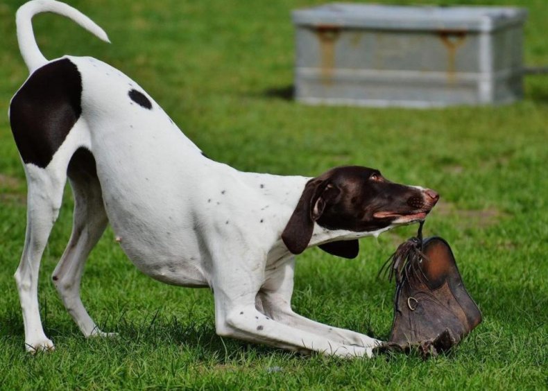 #65. Treeing walker coonhound