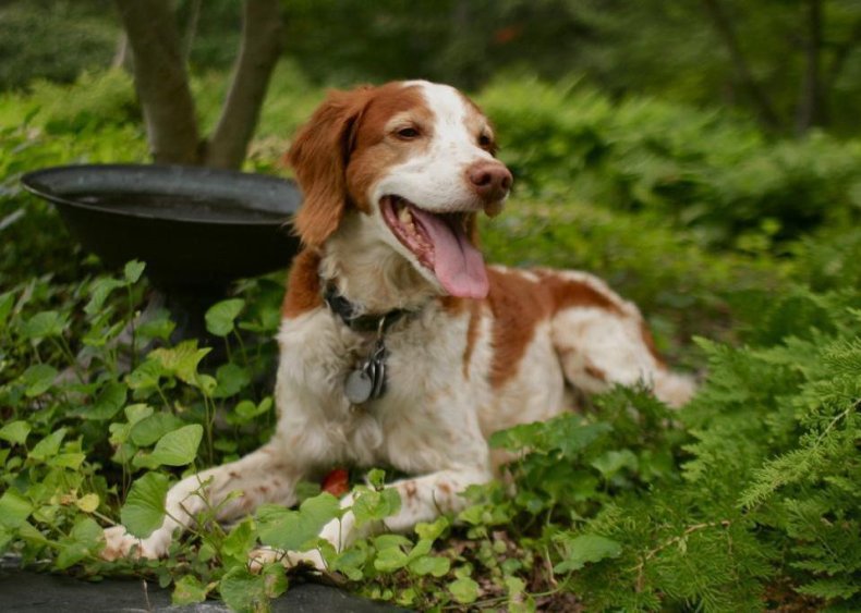 #64. Welsh springer