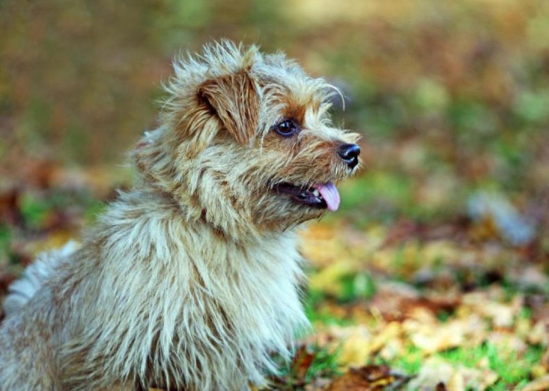 #63. Norfolk terrier