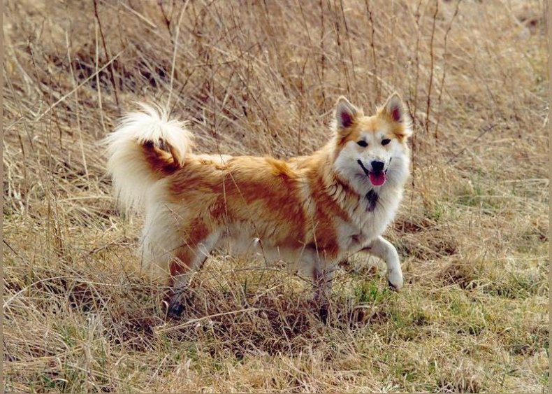 #62. Icelandic sheepdog