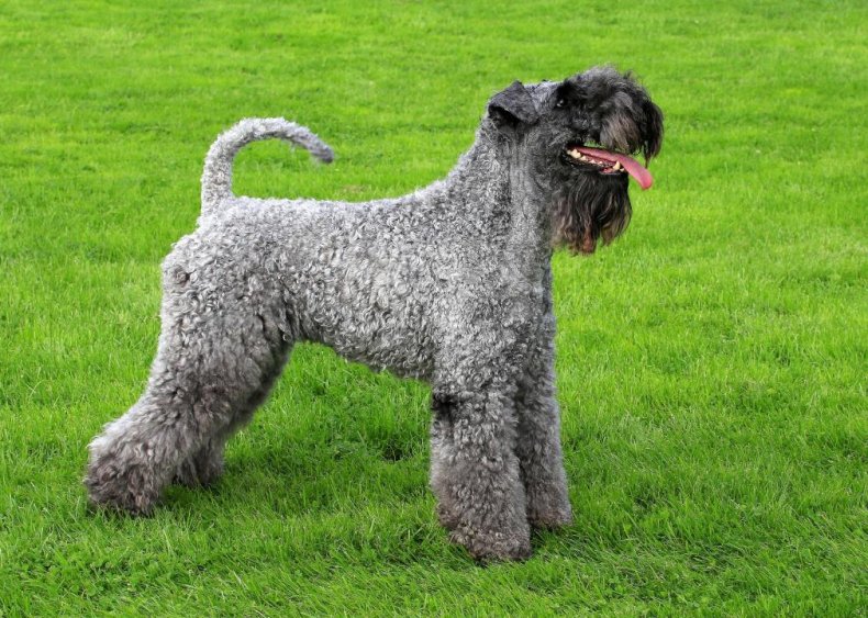 #61. Kerry blue terrier