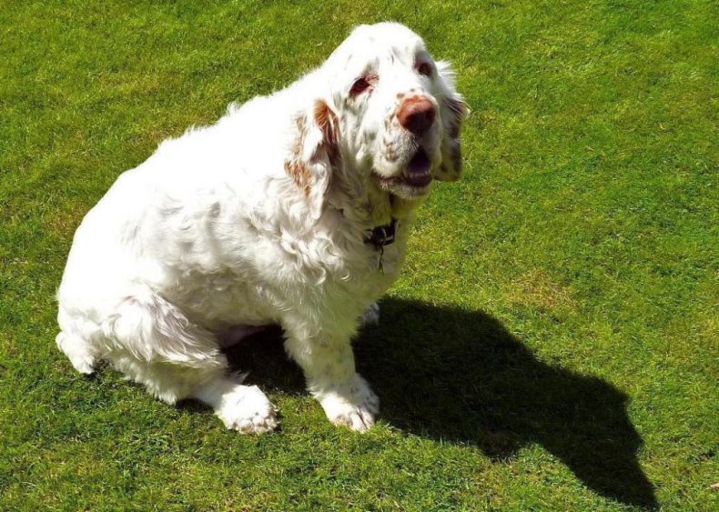#60. Clumber spaniel
